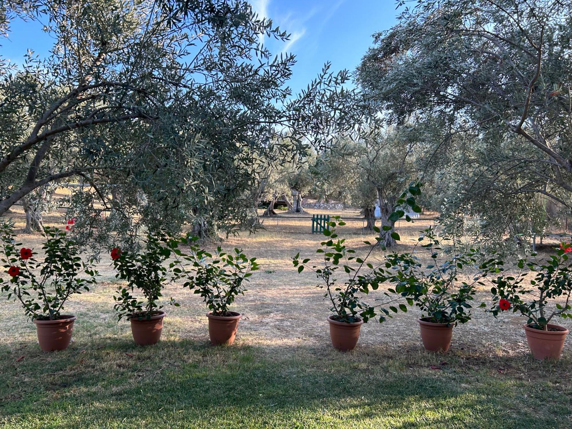 Villa Daphnis & Chloe Pyrgi Thermis Екстер'єр фото